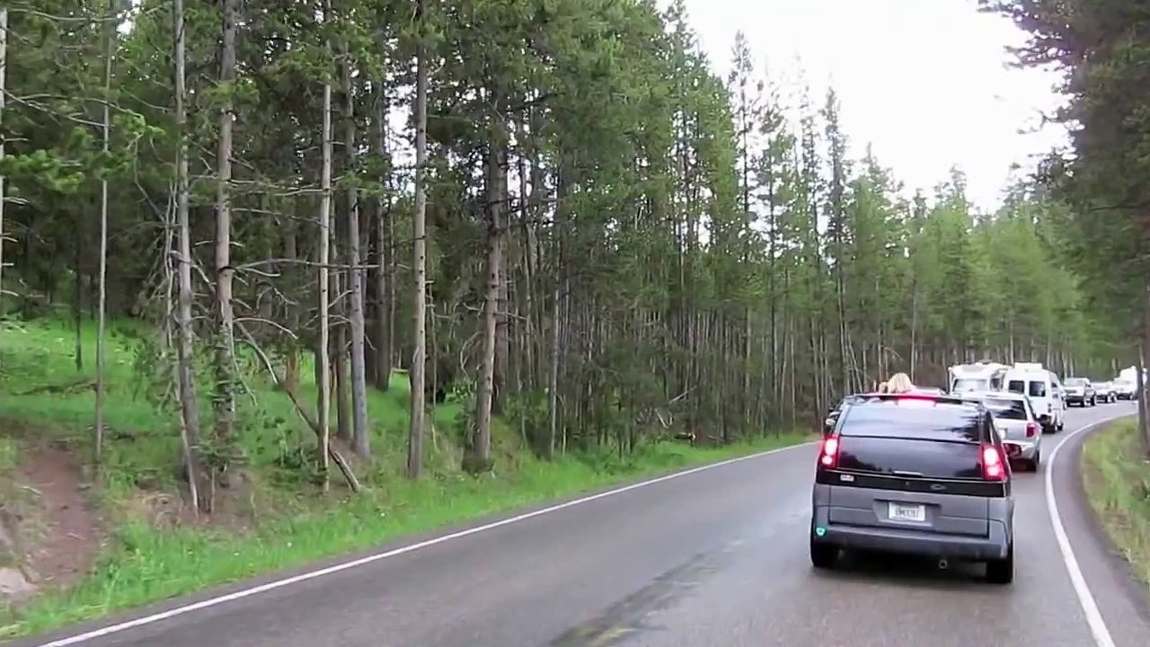 Bison Traffic Jam