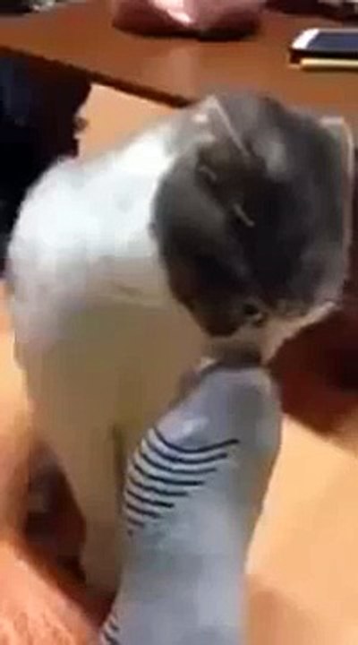 Funny Animal Cat sniffing socks