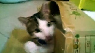 cat love cartons boxxes麥肥肥貓咪~超愛鑽紙箱貓鞋盒的怪癖PART2~