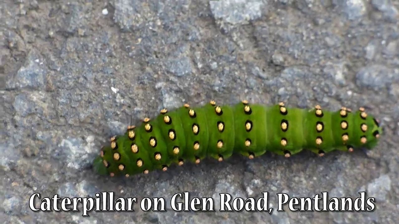 Caterpillar