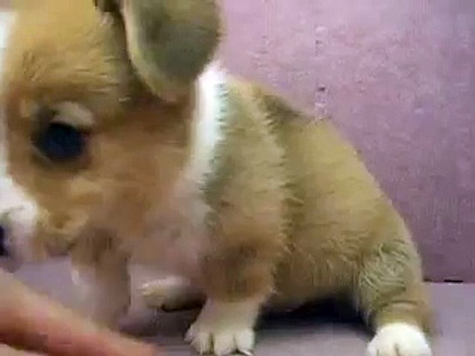 06/22 柯基犬 Welsh Corgi -公幼犬-日新犬舍(新北鶯歌)