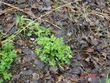 Time Lapse--Canada Anemone