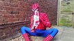 Amazing Spiderman Mega Blaster Web Shooter Real Toy Spiderman vs Fly. Real Life Superhero Movie