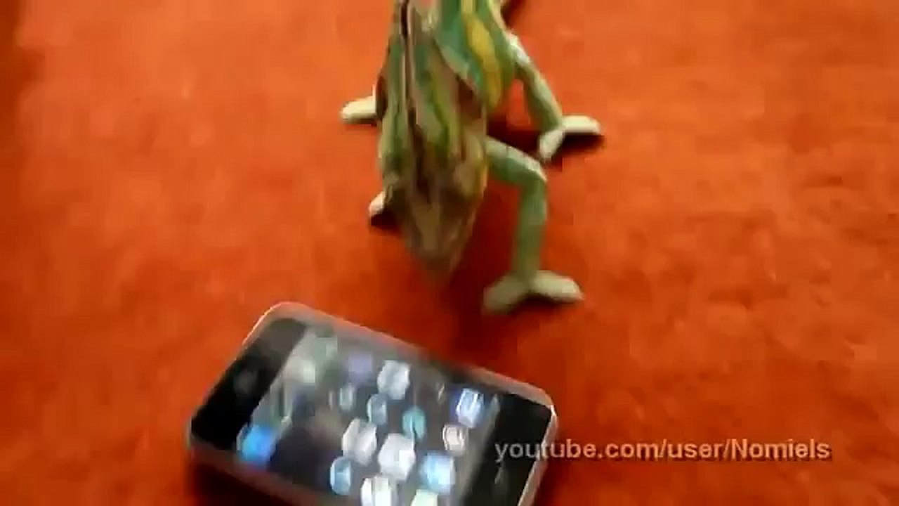 Bukalemunun iphoneye tepkisi
