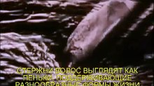 Пылевые клещи