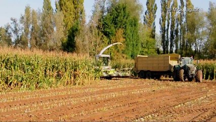 Loonbedrijf Neyt Claas Jaguar 20000 mais hakselen