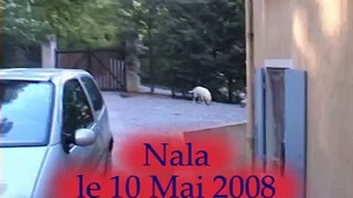 Nala2008