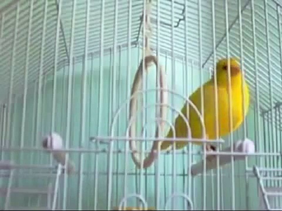 يلا بلبل للبيع من يشتري