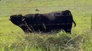 Molokai - Bull, outstanding in his field