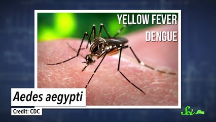 What If We Killed All the Mosquitoes?
