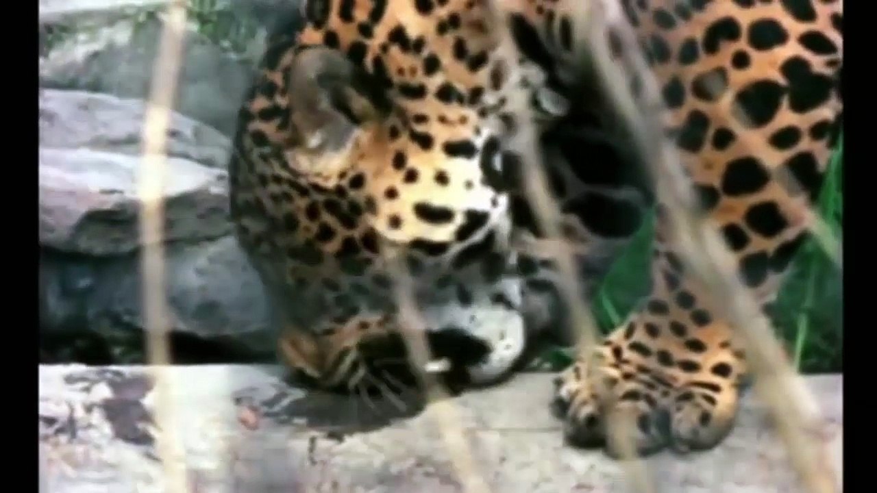 THE DANGEROUS LIONS FIGHT