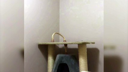 Cat Climbs into Ceiling