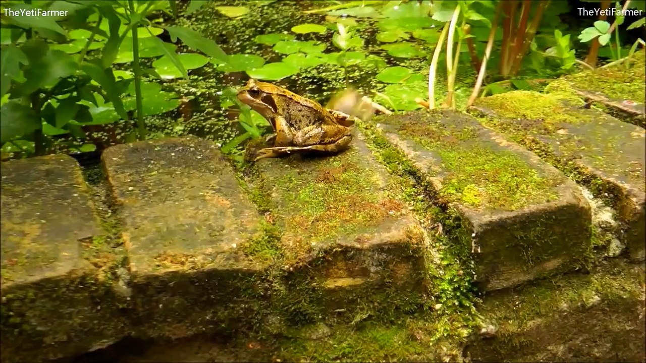 JUMPING FROGS ★ Funny Jumping Contest - Compilation