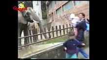 Funny Animals - Funny Animal Attacks Caught On Tape