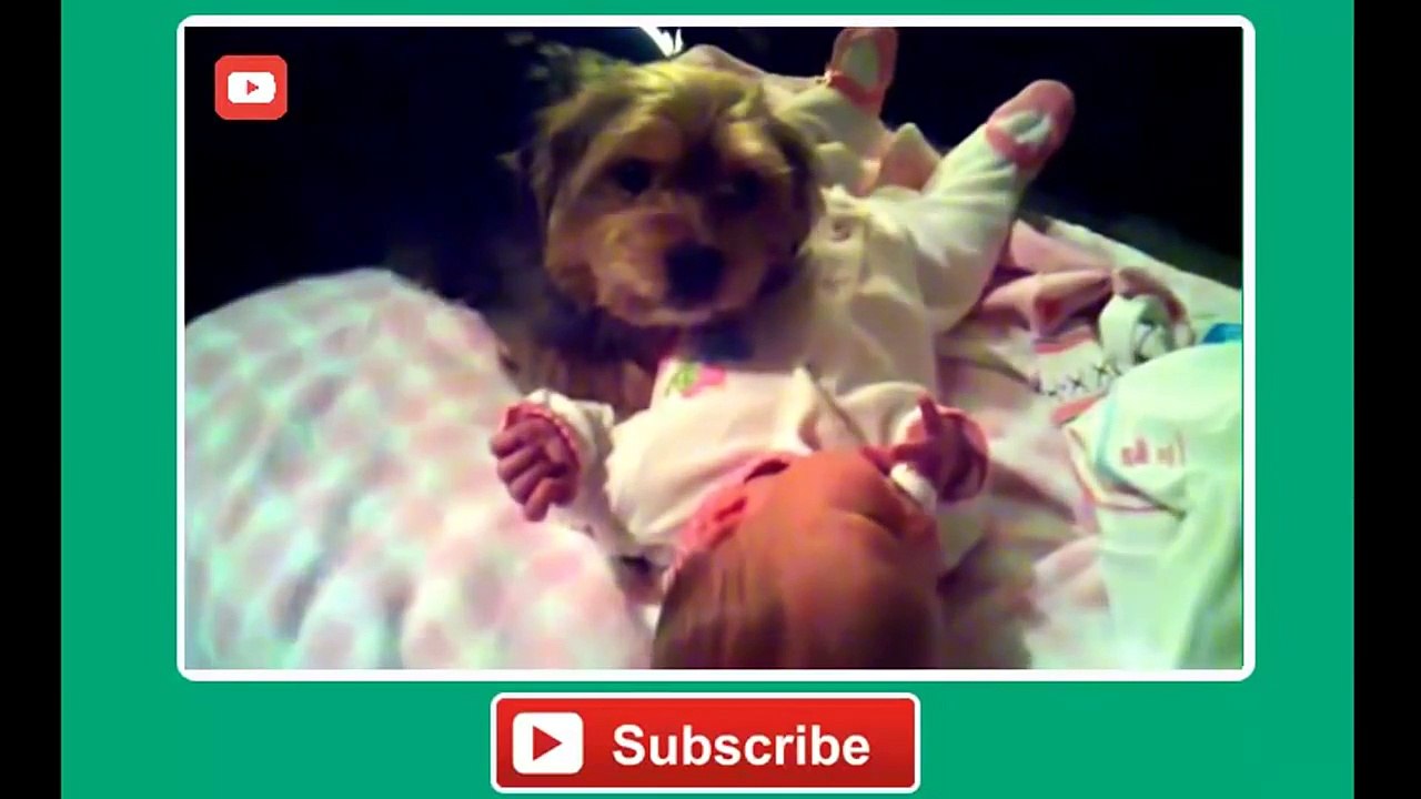 Dogs and Babies