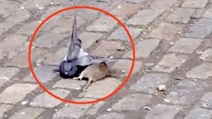 یہ طریقہ چک کریں عقاب پکٹرنے کا.