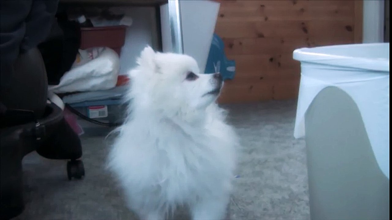 heartbreaking dog monologue
