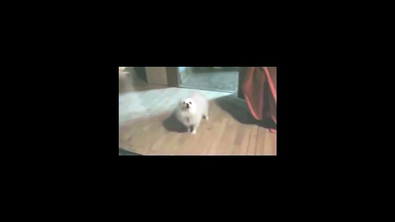 higher dog