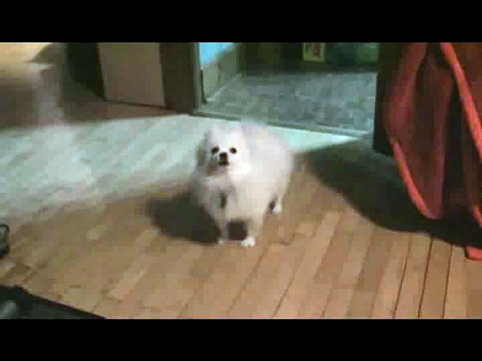 hilarious dog vid