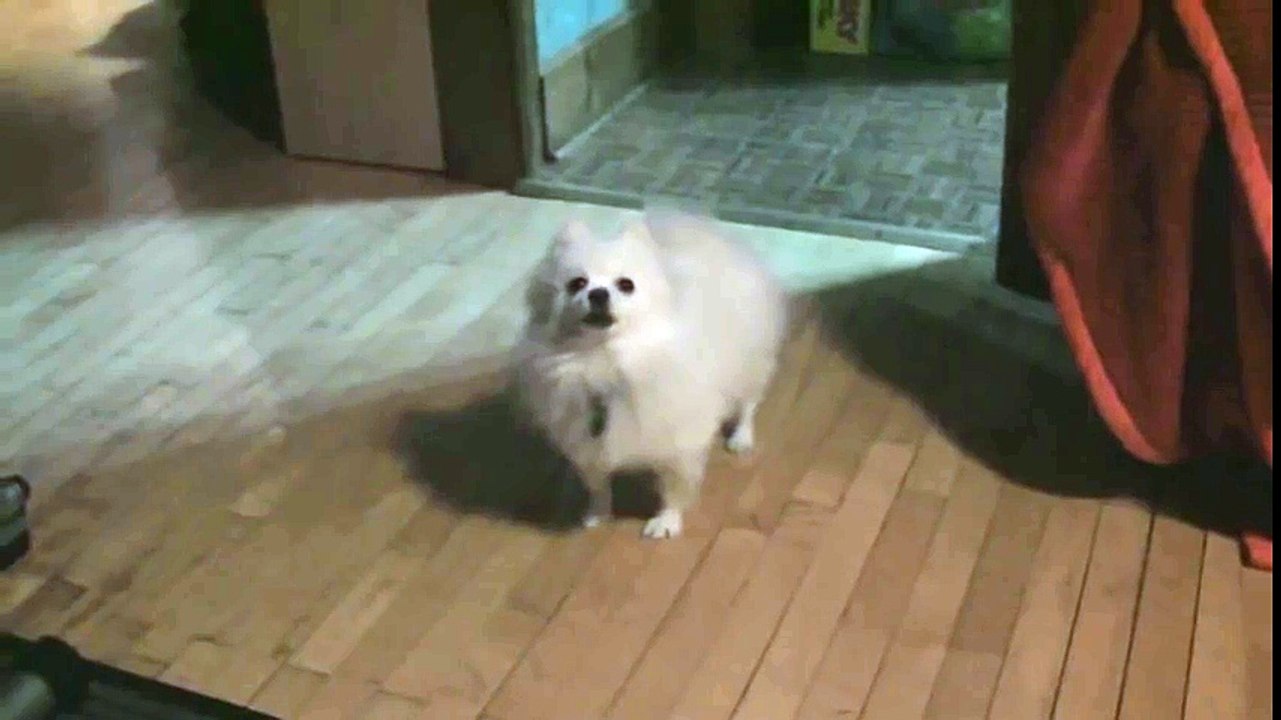 JoJo's Bizarre Dog
