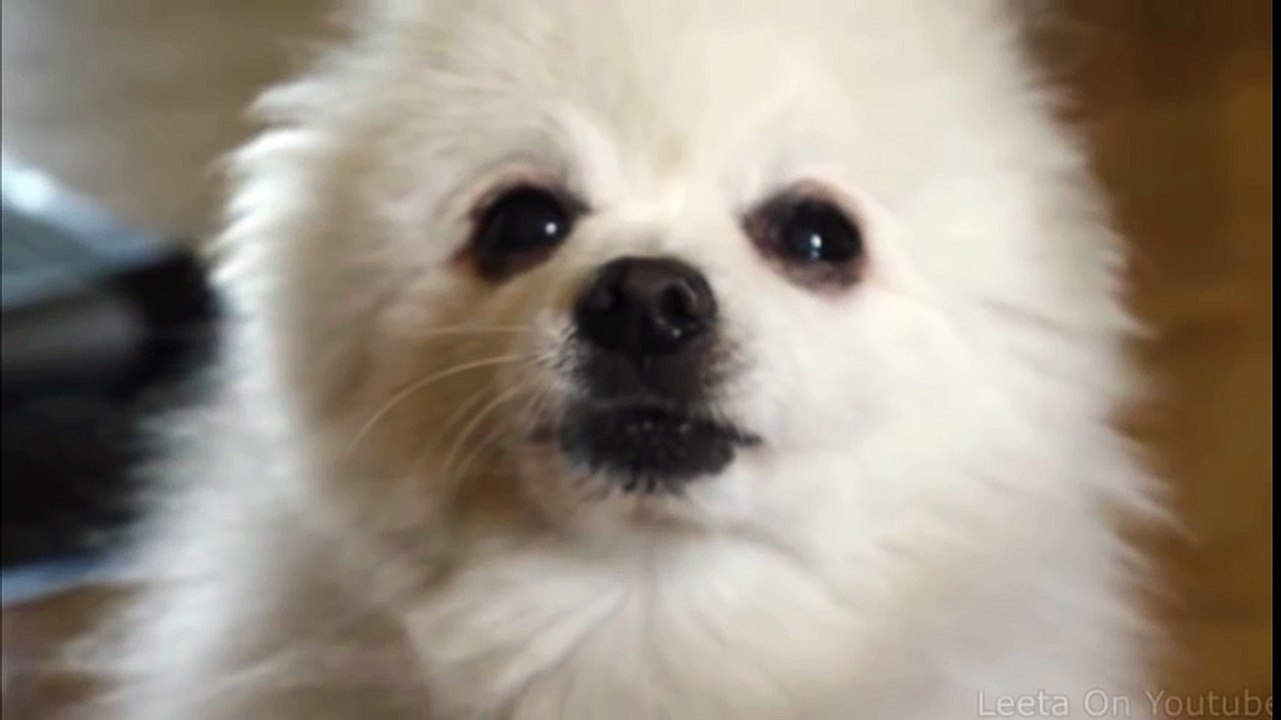 Language - Porter Robinson (Dog Remix)