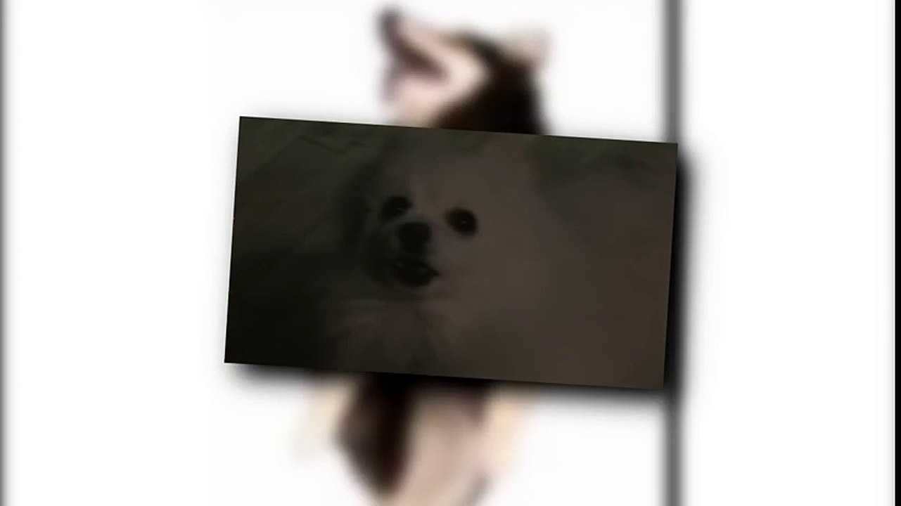Love D.O.G