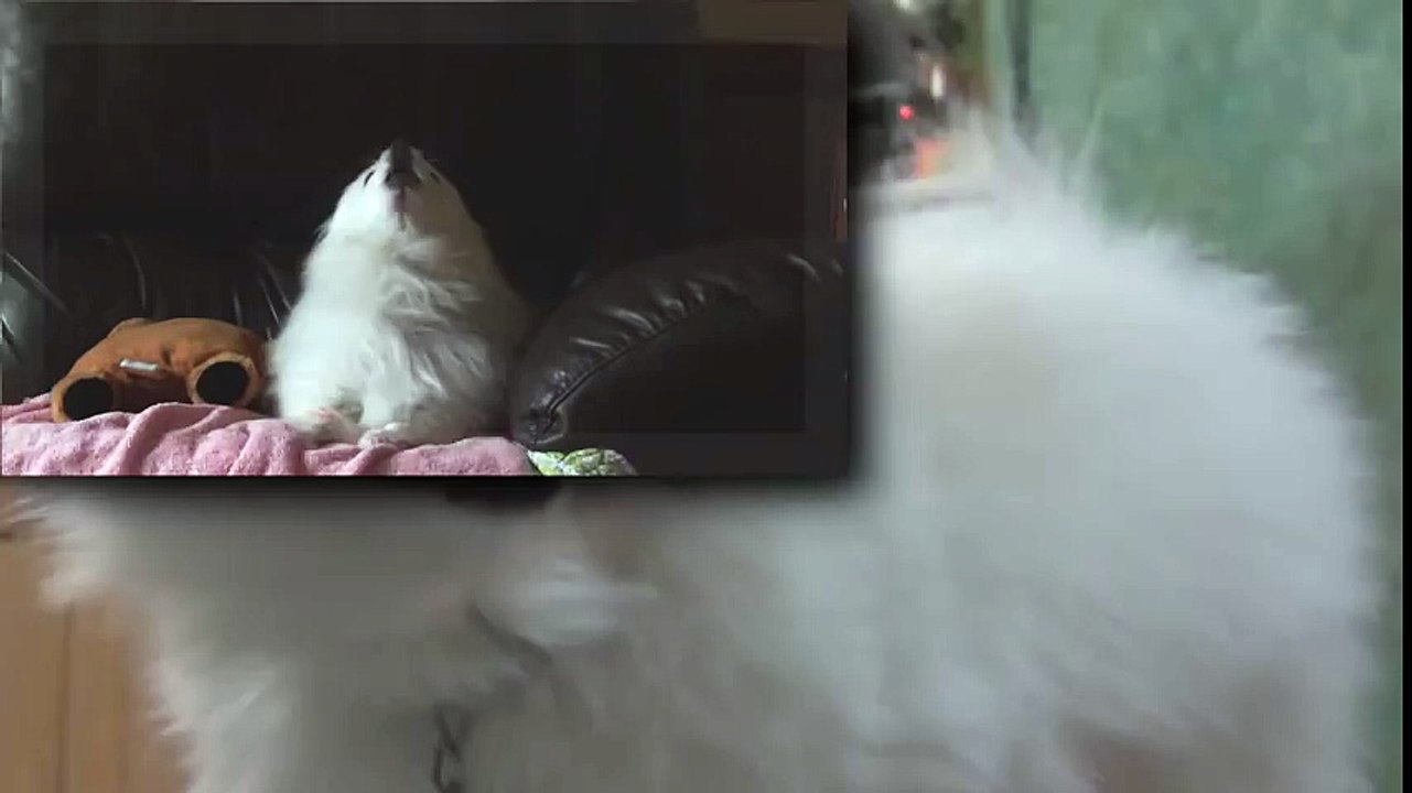 MACINDOG PLUS