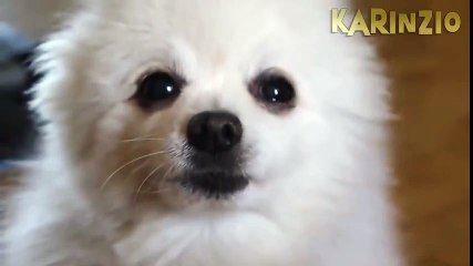 Pop Woof (Popcorn covered by Gabe the dog)