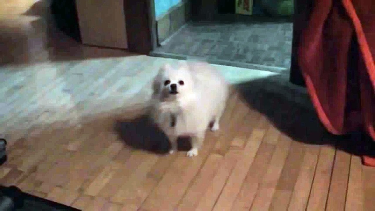 Snow Dog.wmv