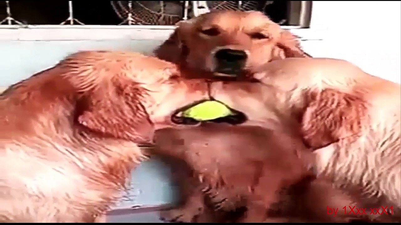 Funny and cute animals. animaux drôles et mignons.