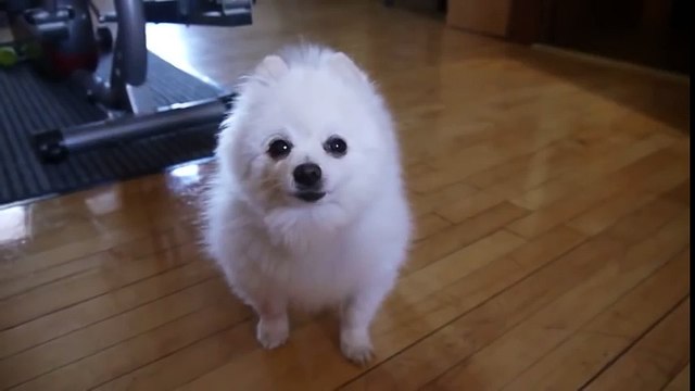 Super Irish Folk DogYTPMV