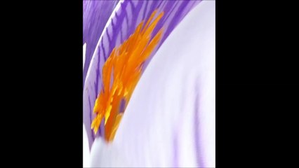 Krokusové abstrakce: Václav Kovalčík, březen 2016