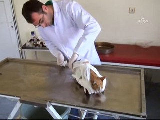 Kediye oyuncak bacak