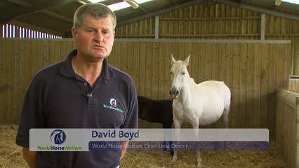 This Guy Finds A Horse Dying With Its Baby, What He Does? Amazing