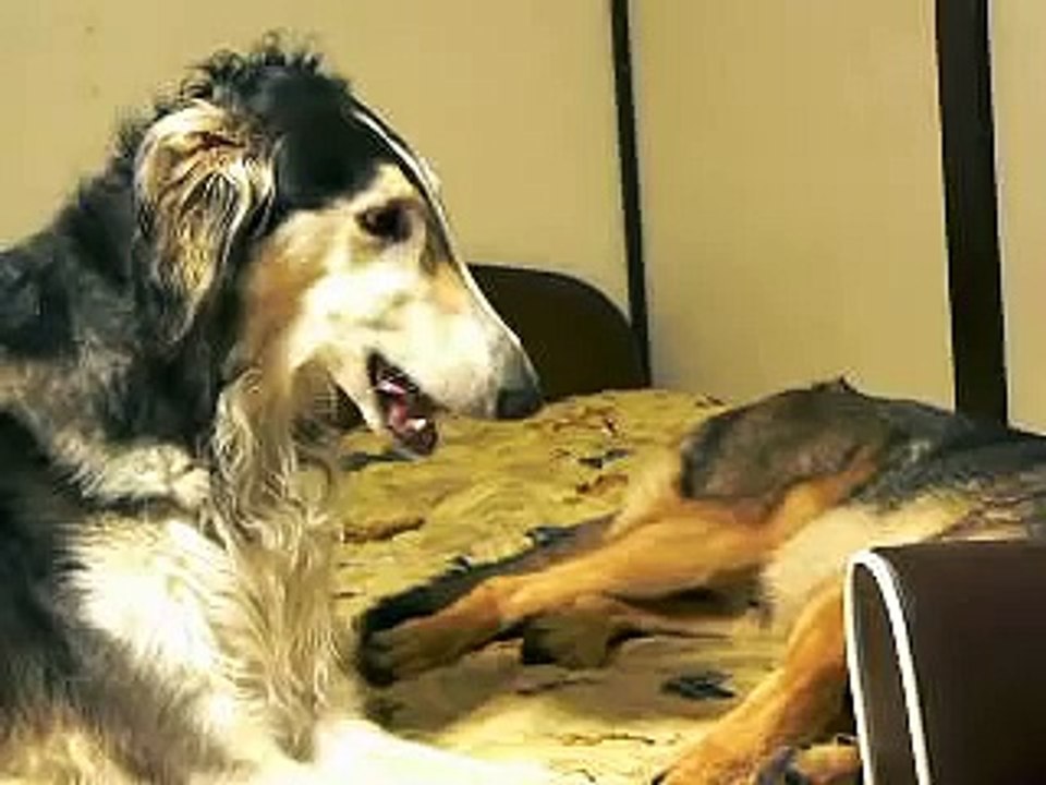 Alf&Max dogs home,Ale&Ash