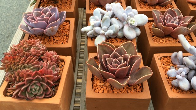 Marché régional aux plantes