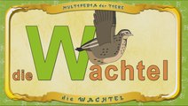Multipedia der Tiere. Buchstabe W - die Wachtel