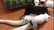 American Bulldogs destroy rag doll! - Rumble