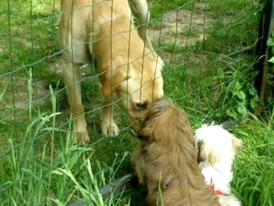 petit pipi