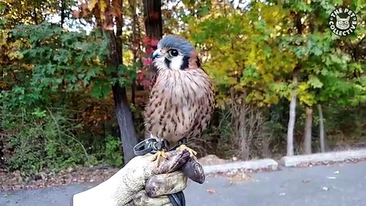 Funny Animals birds cats pets etc best funny 2016