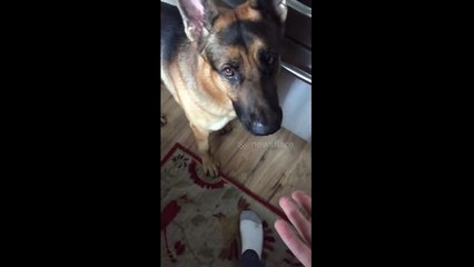 German Shepherd Telling Owner He's Hungry