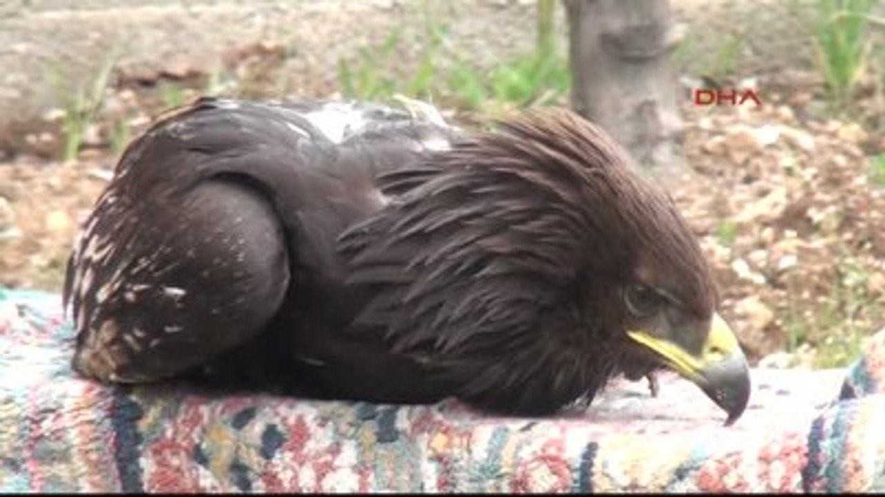 Kahramanmaraş Yaralı Kartal Tedaviye Alındı