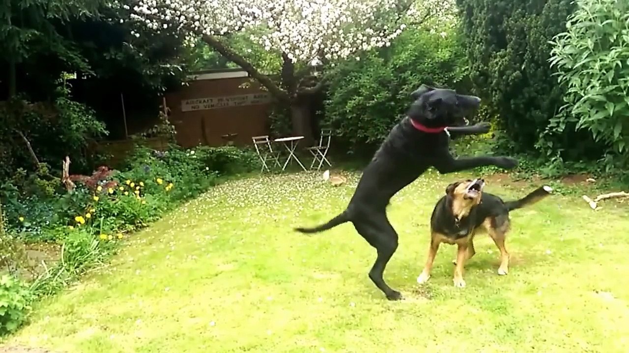Ultimate Funny Dogs Compilation by FailArmy