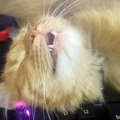 Funny Cat Sleeps In Awkward Positions Credit - ViralHog