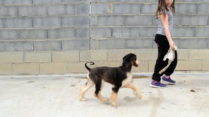 let them talk de hillsbury