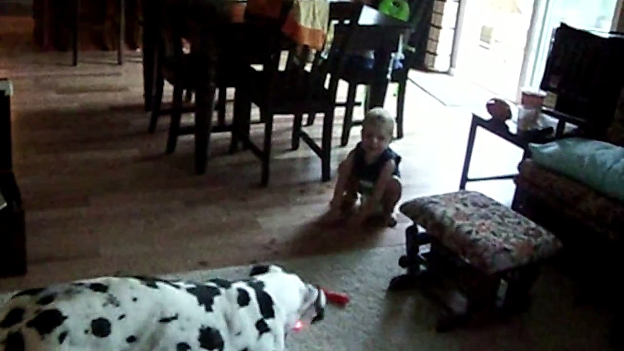 Great Danes Are Awesome  Compilation