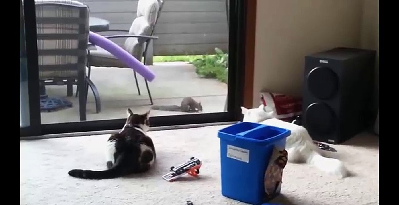 For this we love cats