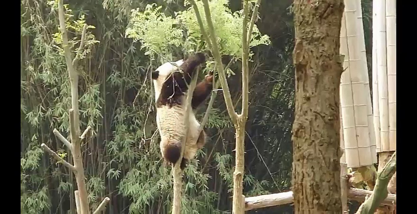 How pandas feed