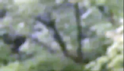 BIZARRE NATURE Strange Weird Events 66