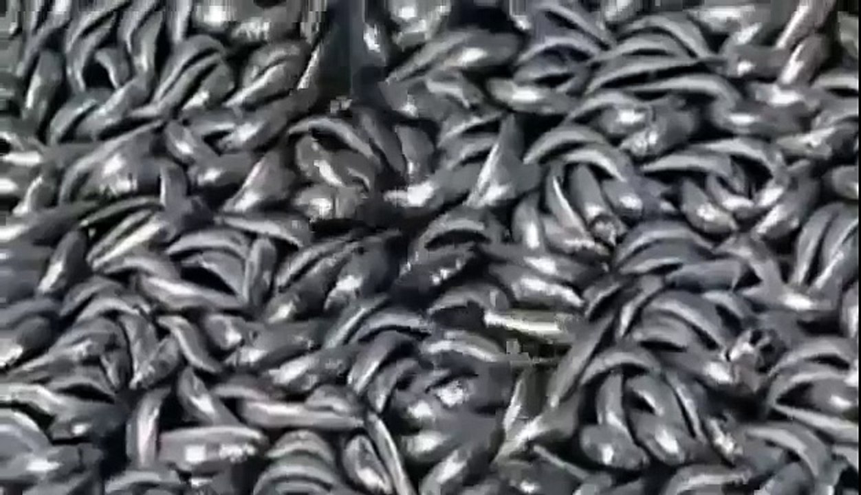 BIZARRE NATURE Strange Weird Events 67